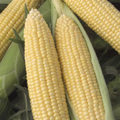 Passion, (F1) Corn Seed