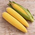 Passion, (F1) Corn Seeds