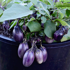 Patio Baby, (F1) Eggplant Seeds