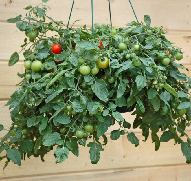 Patio, (F1) Tomato Seeds
