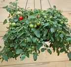 Patio, (F1) Tomato Seeds