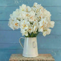 Peach Lemonade, Daffodil & Tulip Mix Bulbs