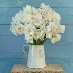 Peach Lemonade, Daffodil & Tulip Mix Bulbs