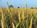 Pearl Millet, Grasses