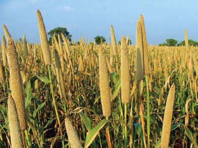Pearl Millet, Grasses