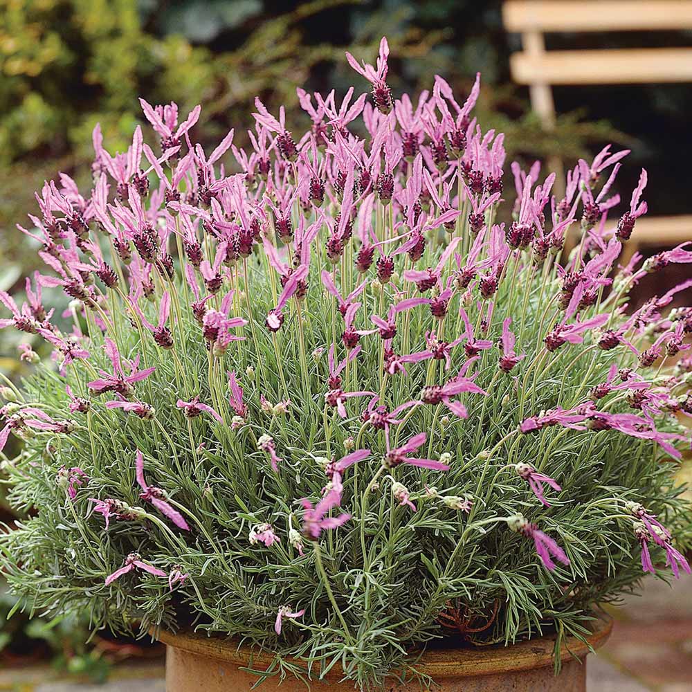 Pedunculata, Lavender Seeds
