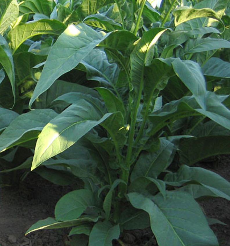 Pennsylvania Red, Tobacco Seed