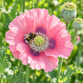 Pepperbox, Poppy Seeds