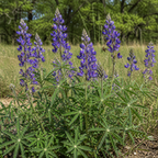 Perennial Lupine in nature