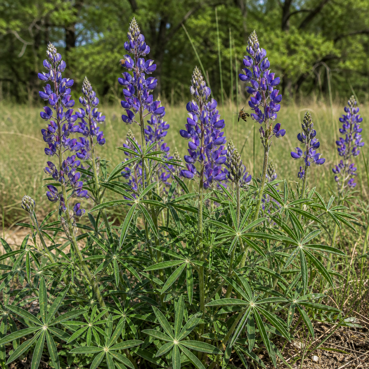 Perennial Lupine in nature