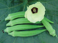Perkins Long Pod, Okra Seed