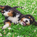Pet Paradise Lawn, Grasses