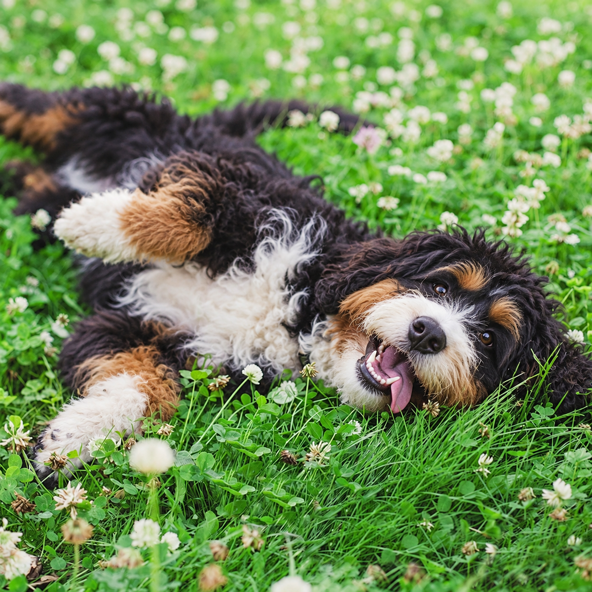 Pet Paradise Lawn, Grasses