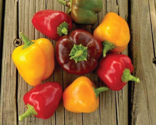 Petite Mix Bell, (F1) Pepper Seeds