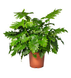 Shangri La, Philodendron Seed