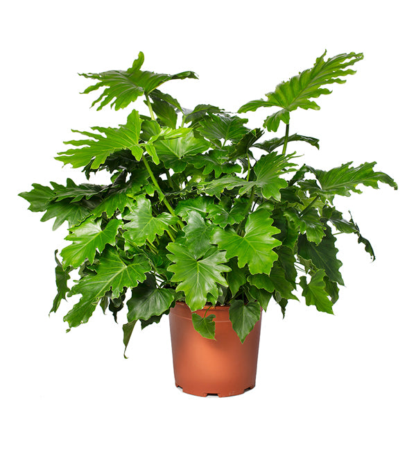 Shangri La, Philodendron Seed