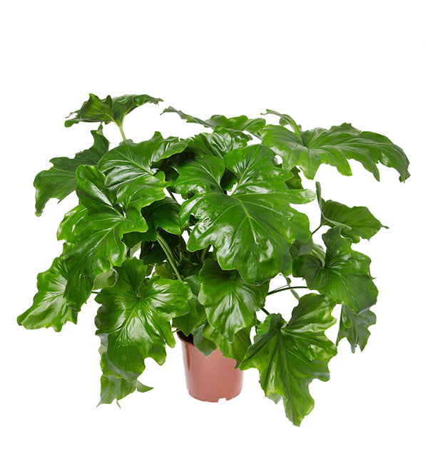 Selloum, Philodendron Seed