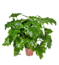 Selloum, Philodendron Seed