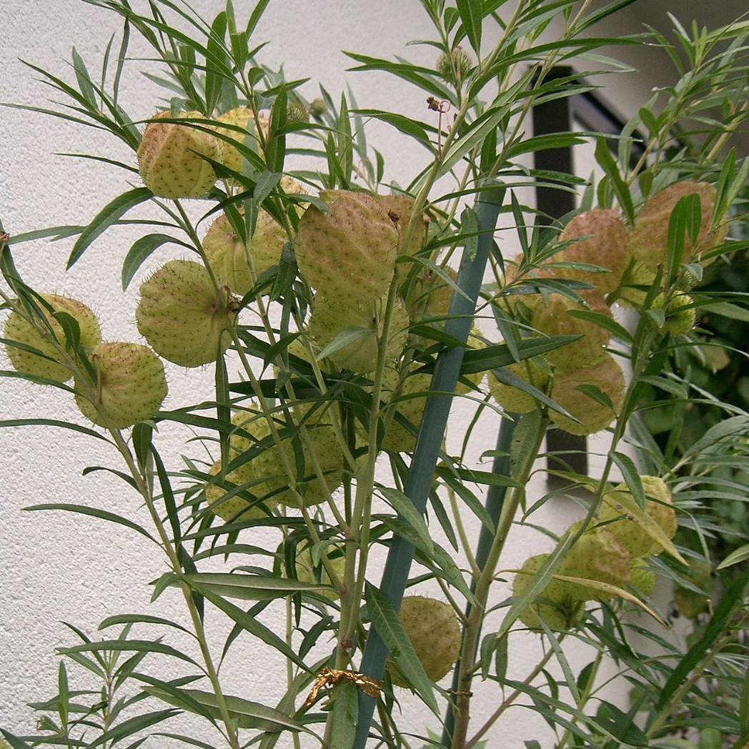 Physocarpa, Asclepias