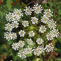 Common, Anise Seed