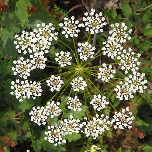Common, Anise Seed