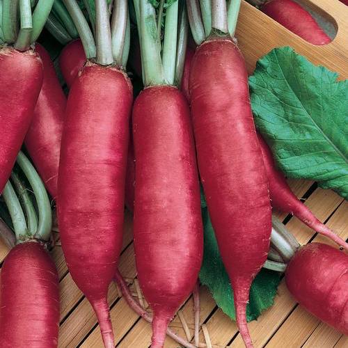 Pink Summercicle, Radish Seeds