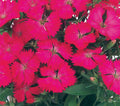 Pink Diamond, Dianthus