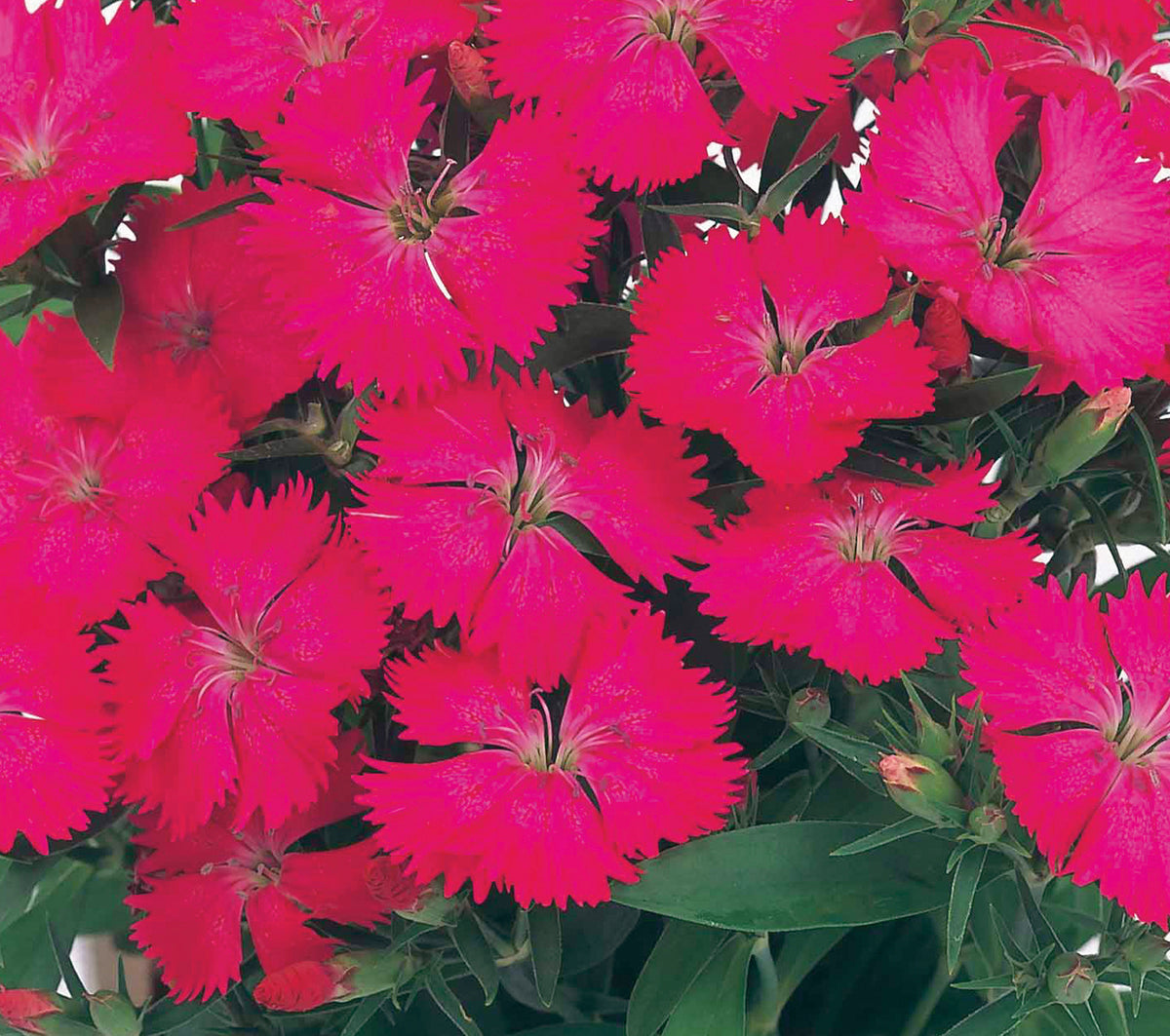 Pink Diamond, Dianthus