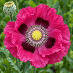 Pepperbox, Poppy Seeds