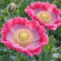 Pink & White Giganteum, Poppy Seeds