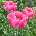 Pink & White Giganteum, Poppy Seeds