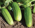 Pioneer, (F1) Cucumber Seeds