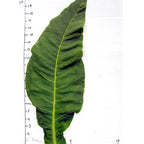 Papante, Tobacco Seed