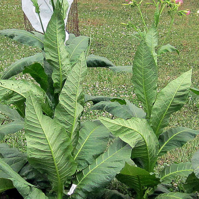 Papante, Tobacco Seed