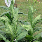 Papante, Tobacco Seed