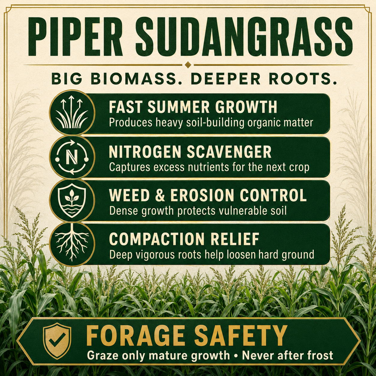Piper Sudangrass biomass and soil benefits