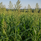 Piper Sudangrass field crop