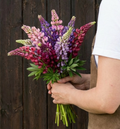 Pixie Delight, Lupine Seeds