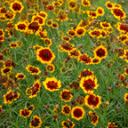 Plains Coreopsis plant close-up