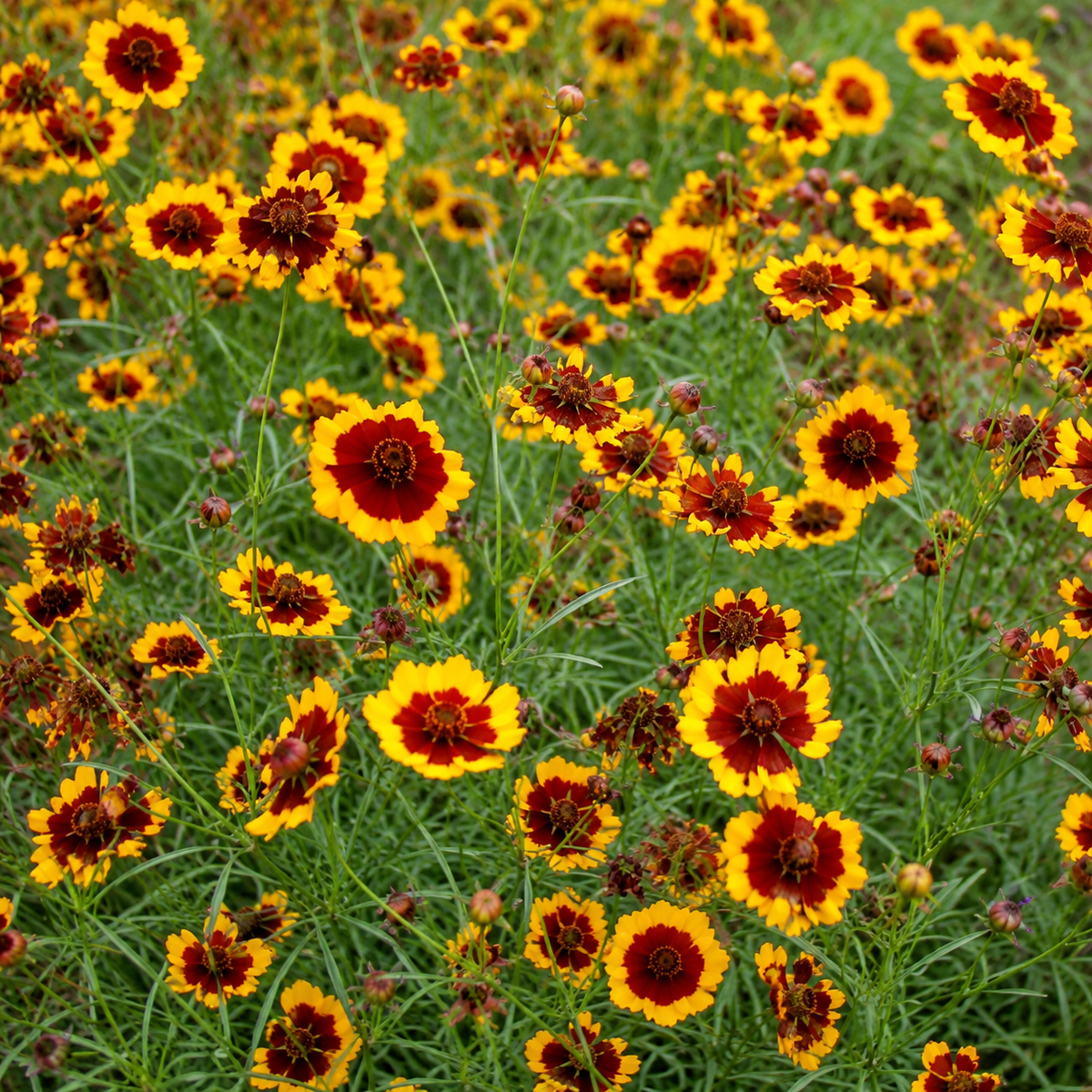 Plains Coreopsis plant close-up