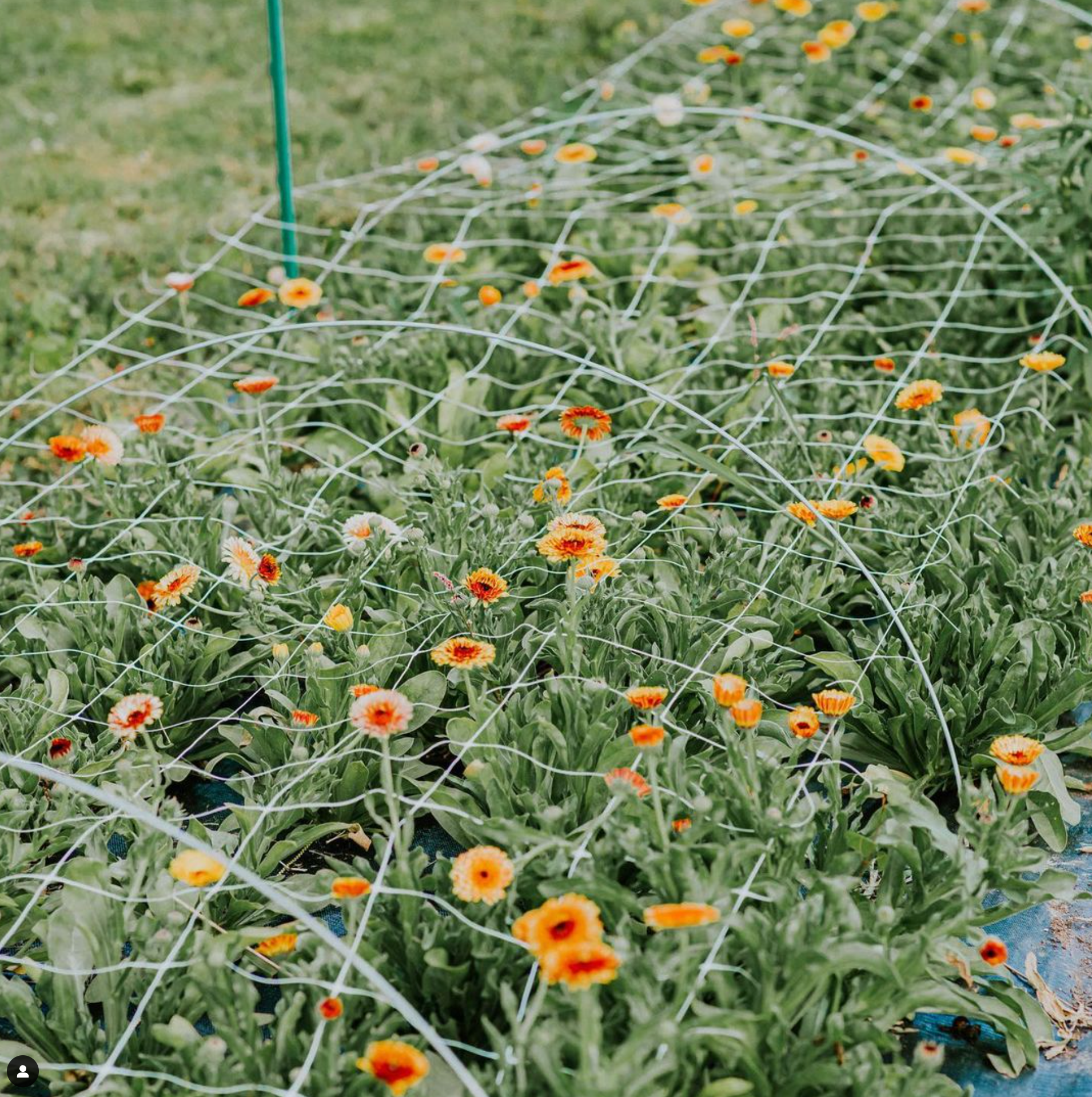 Hortonova FA Trellis: 36" x 328'