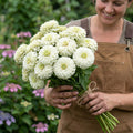 Polar Bear, Zinnia Seed