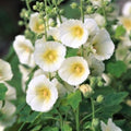 Polarstar, Hollyhock Seeds