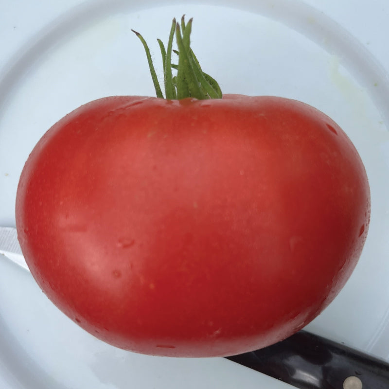 Ponderosa Pink, Tomato Seeds