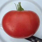 Ponderosa Pink, Tomato Seeds