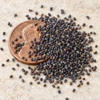 Turkish Tulip, Poppy Seeds