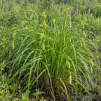Porcupine Sedge, Carex Seed