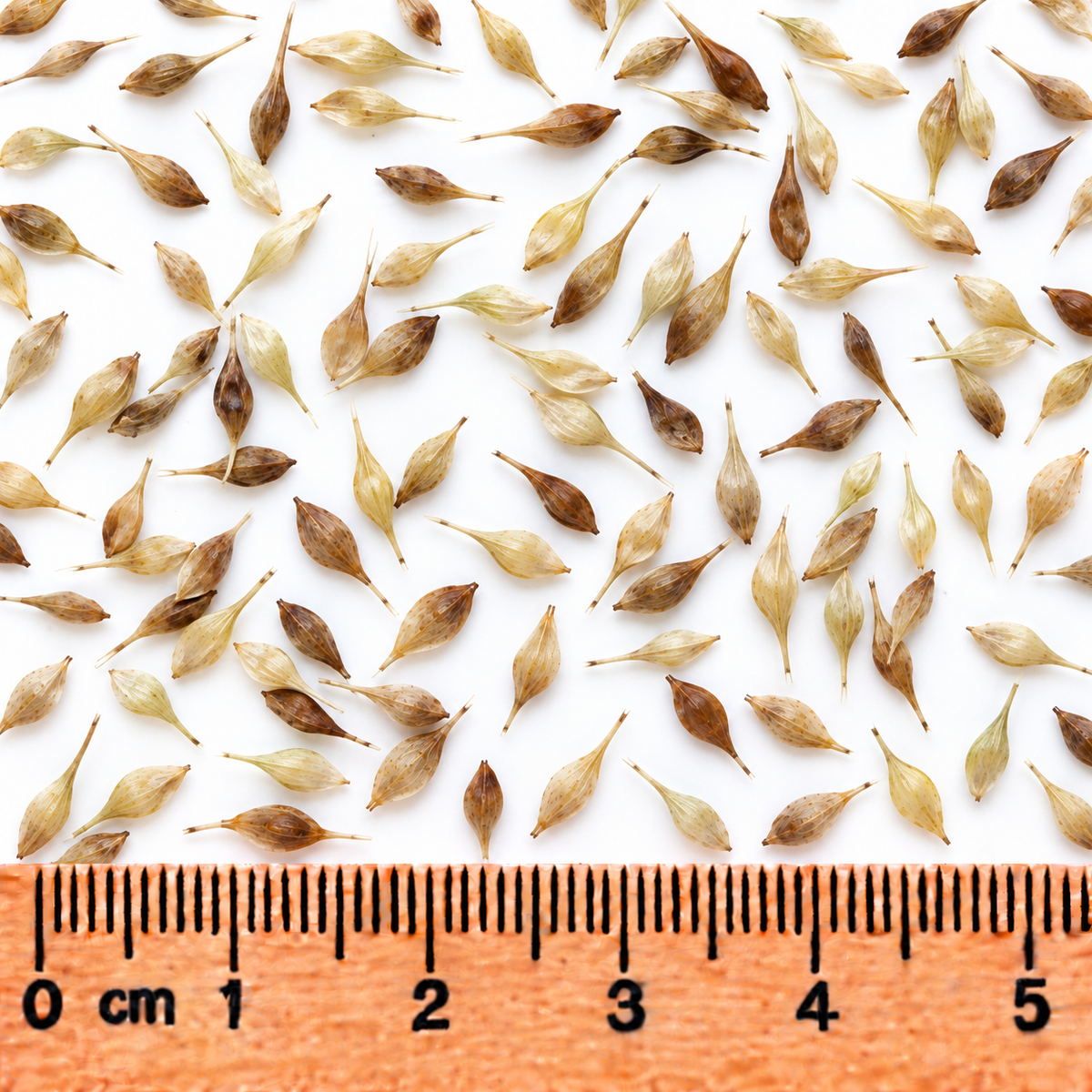 Porcupine Sedge, Carex Seed