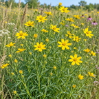 Prairie, Coreopsis Seed