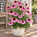 Prairie Splendor Compact Rose, Coneflower Seed